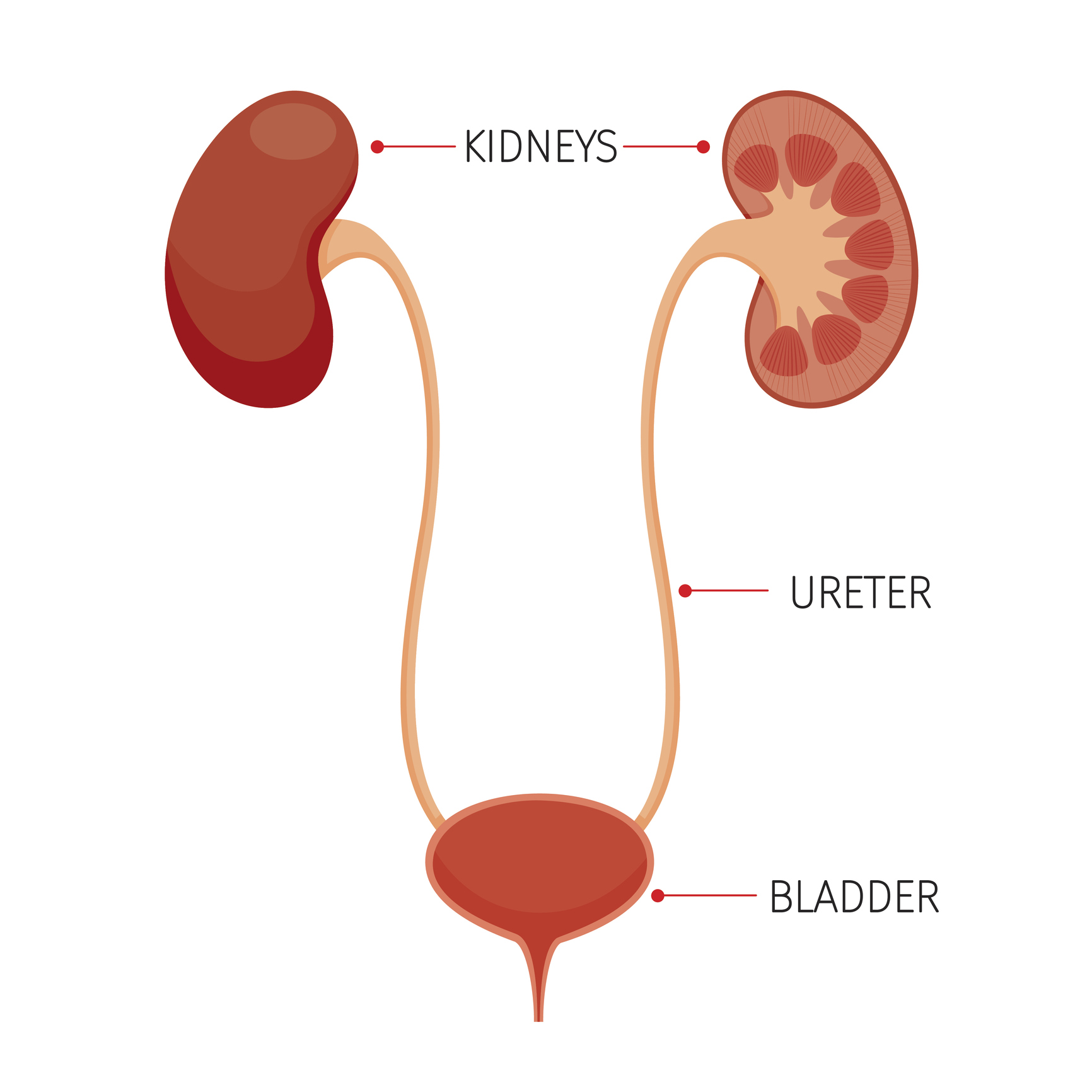Kidneys And Bladder Human Internal Organ Diagram Aahar Chetna
