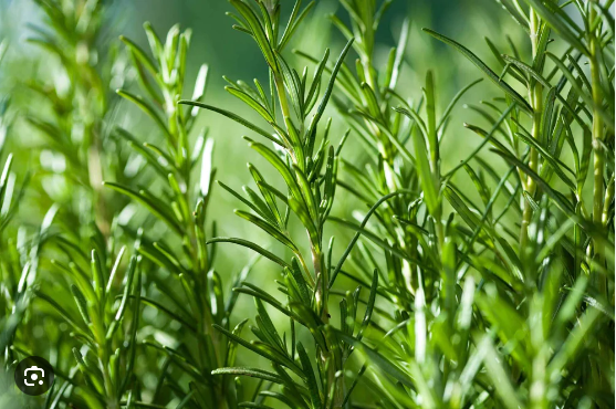Rosemary leaves