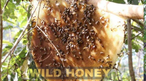 wild honey
