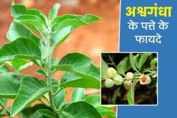 अश्वगंधा