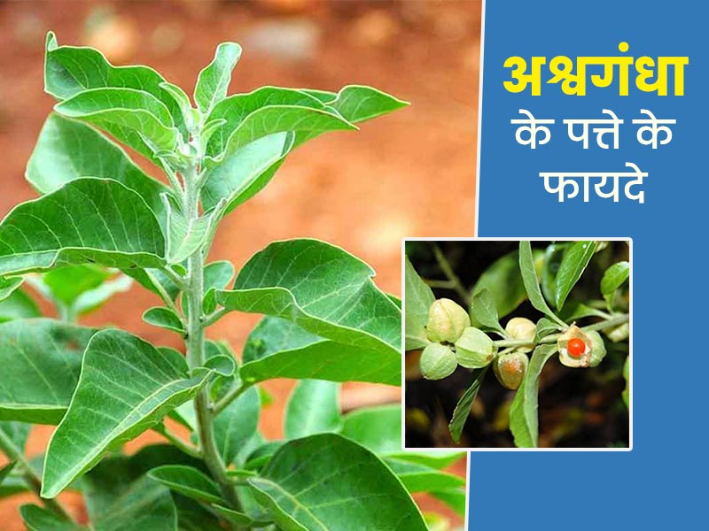 अश्वगंधा