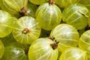 amla