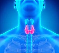 thyroid