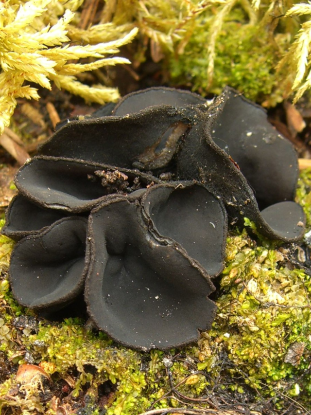 ब्लैक फंगस के 7 लक्षण (7 Symptoms of Black Fungus)