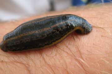 leech