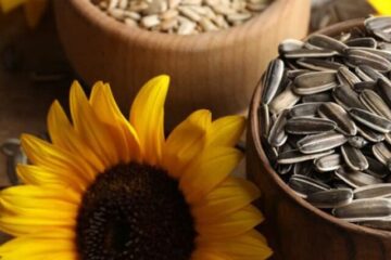 sunflower seeds