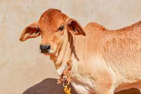 desi cow ghee